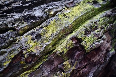 Close-up of moss on tree trunk