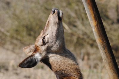 Close-up of an animal