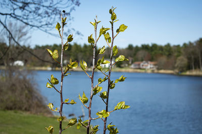 Yellow flowering plant by lake against sky