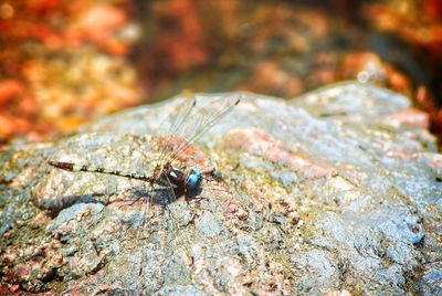 Close-up of insect on tree