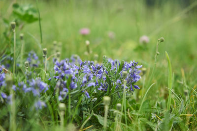 Close-up of purple flowering plants on field