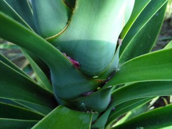 Close-up of succulent plant