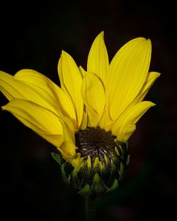 Close-up of flower over black background