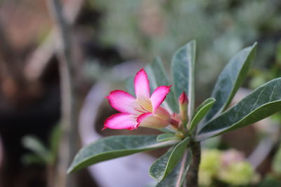 Close-up of pink flowering plant