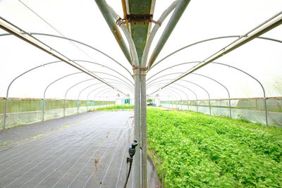 Low angle view of poly tunnel growing vegetables 