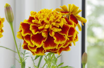 Close-up of yellow flowering plant