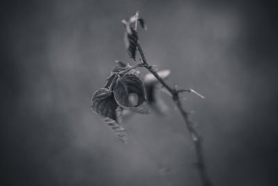 Close-up of dry plant