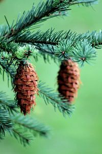 Close-up of plant against trees