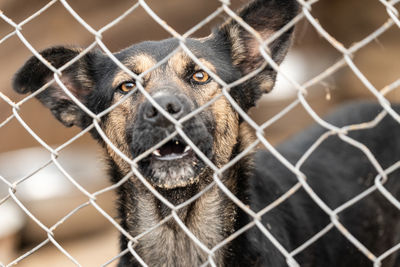 Close-up portrait of a dog