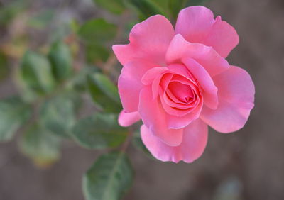 Close-up of pink rose blooming outdoors