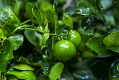 Close-up of fruits growing on plant