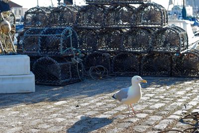 Seagull perching on shore