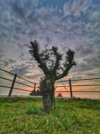 Tree on field against sky during sunset