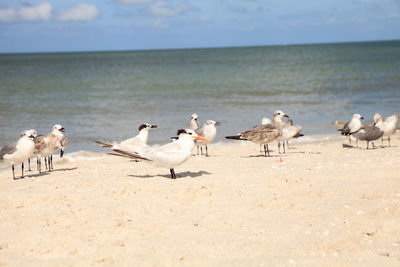 Royal tern thalasseus maximus amid a flock of laughing gulls leucophaeus atricilla on naples beach