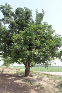 Tree in park against clear sky