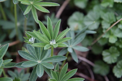 Close-up of leaves