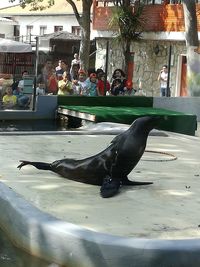 Side view of a horse in swimming pool