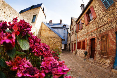 Pink flowering plant by buildings against sky