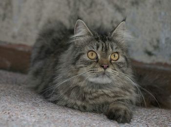 Close-up portrait of cat