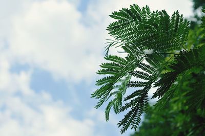 Low angle view of tree against sky