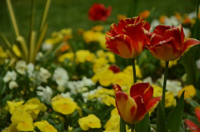 Close-up of red tulip