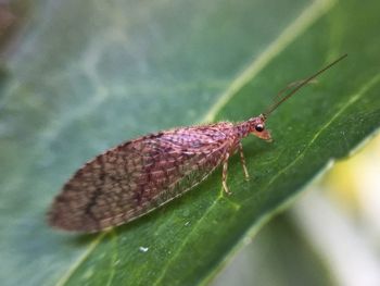 Close-up of insect on leaf
