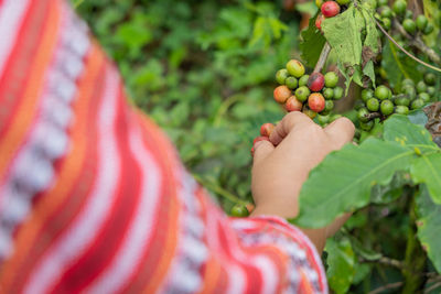 Cropped image of person holding fruits