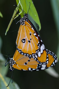 Close-up of butterflys mating on a leaf at the locale nature reserve