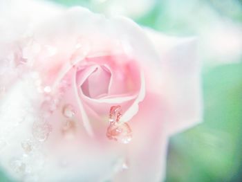 Close-up of pink flower
