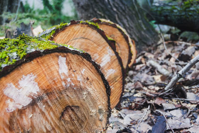 Close-up of log on field