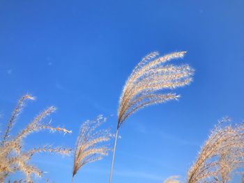 Low angle view of vapor trails against blue sky