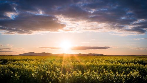 Scenic view of field against sky during sunset