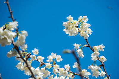 Low angle view of cherry blossoms against blue sky