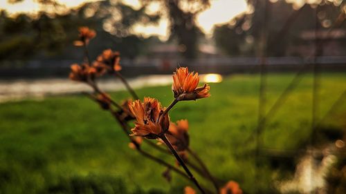 Close-up of orange flower on field