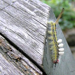 Close-up of insect on wood