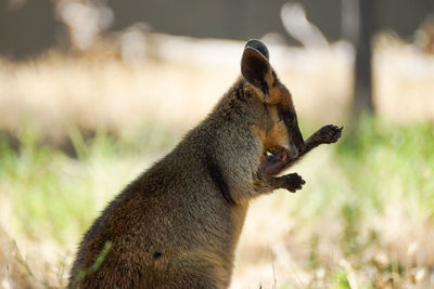 Close-up of squirrel on field