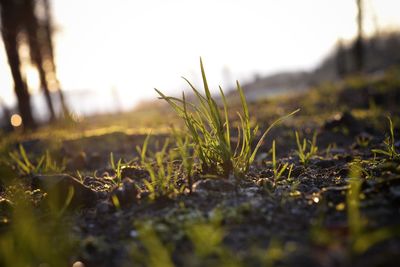 Surface level of grass on field