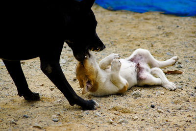Two dogs on a field