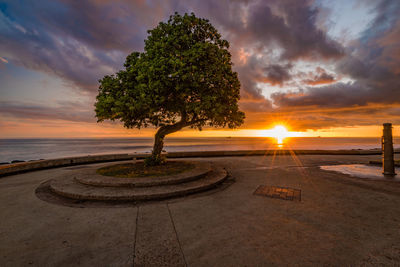 Tree by sea against sky during sunset