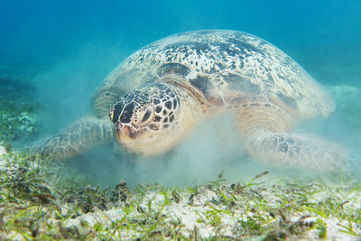 Turtle swimming in sea