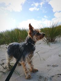 Dog looking away on field