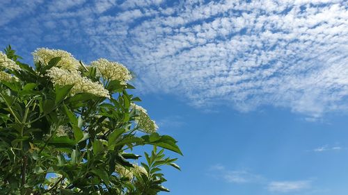 Low angle view of plant against sky