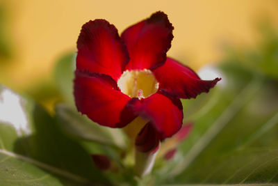 Close-up of red flower