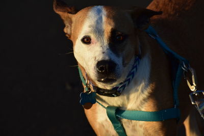 Close-up portrait of dog