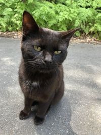 Portrait of black cat