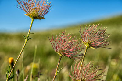 Close-up of wilted plant on field