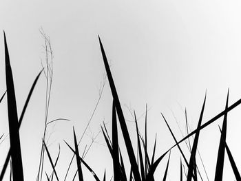 Close-up of silhouette grass against clear sky