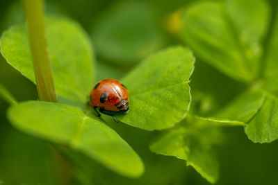 Close-up of ladybug on leaf