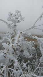 Close-up of snow on tree against sky