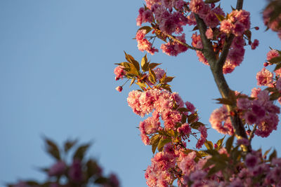 Low angle view of cherry blossoms against sky